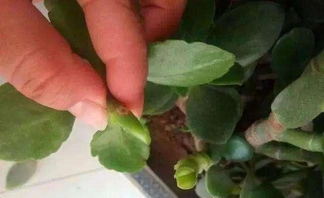 玉树砍一刀,塞上“长寿花”,20天就成活,开满“玉树花”