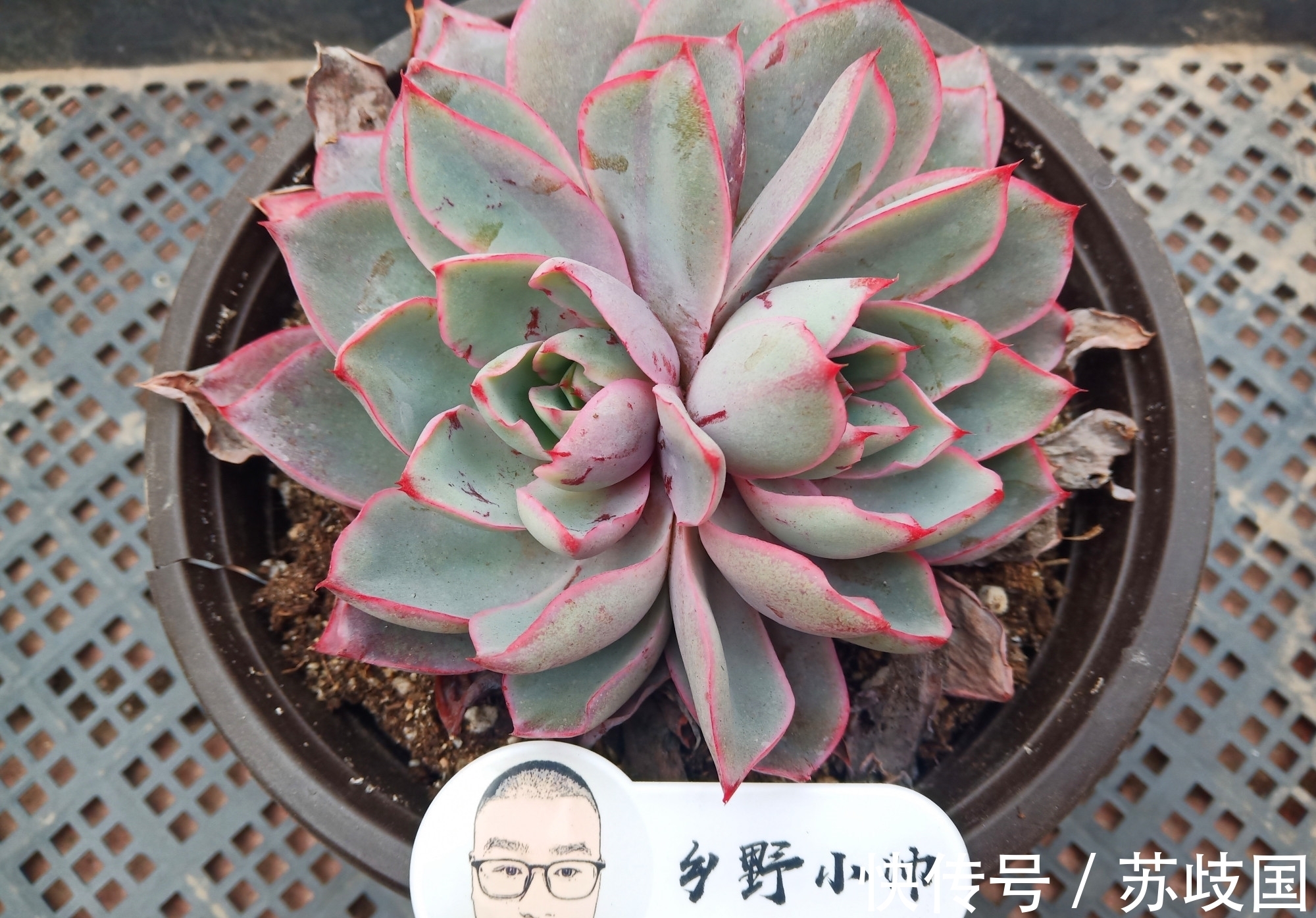 想要多肉长大,注意不要做这几点,肉肉不仅大状态也美