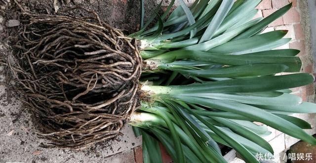 1盆君子兰，春天一处理“变10盆”，家里阳台摆满了