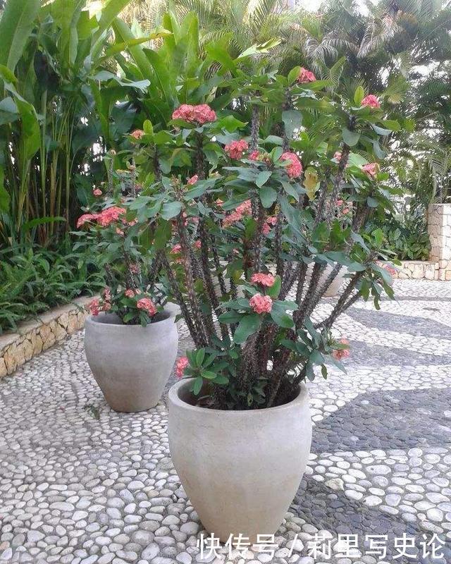 开一辆奔驰车,偷人家一盆虎刺梅,拘留所里呆7天,太丢人了