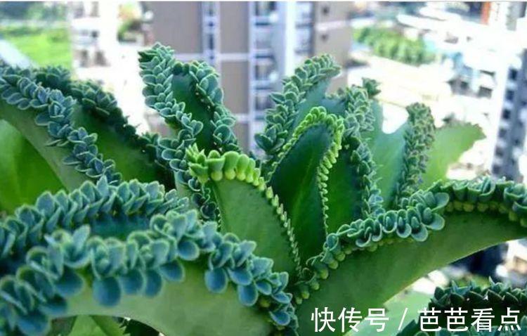 耐旱|4种花很耐养,沾土就能活,招财又开运,你养了吗