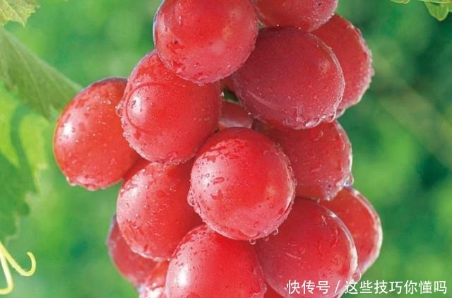 世界最昂贵的4大水果,车厘子落榜,最后一个价格高达55万