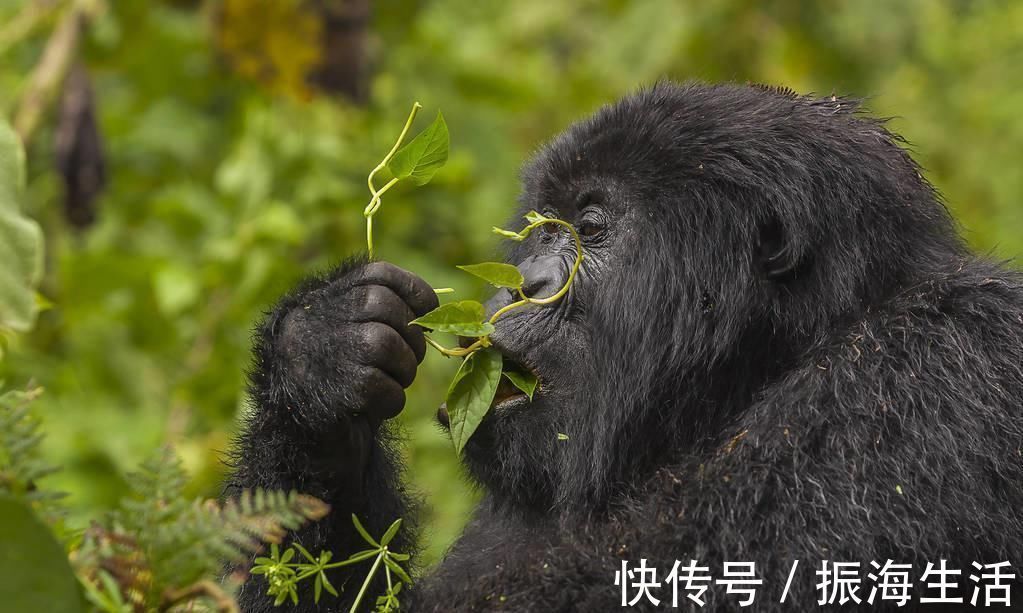 蛋白粉|大猩猩不吃牛肉,不喝蛋白粉,为什么肌肉比健美选手还生猛