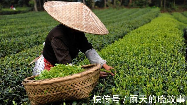 大红袍|谁才是中国最名贵的茶叶是大红袍吗