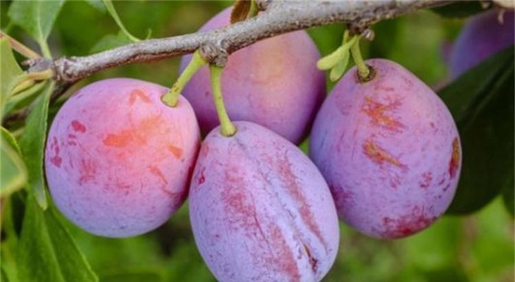 衰老|每天坚持吃3种食物,排毒养颜、延缓衰老,早吃早健康!