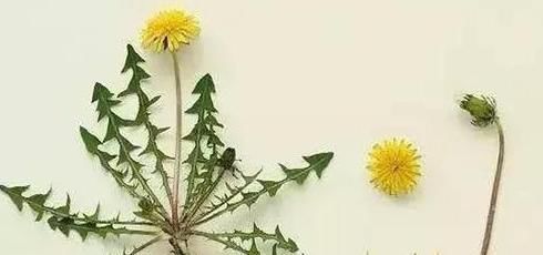 个个|7种农村常见的野菜,个个都是治病的“良药”,你吃过几个