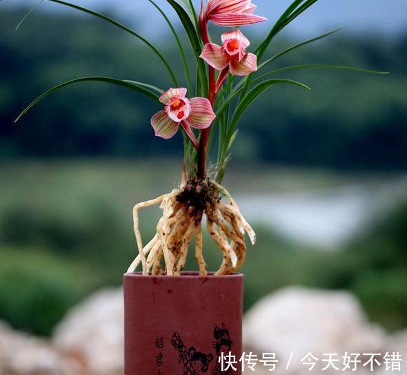 女儿红是荷瓣型兰花,其花色粉红可爱,让人深深感到着迷