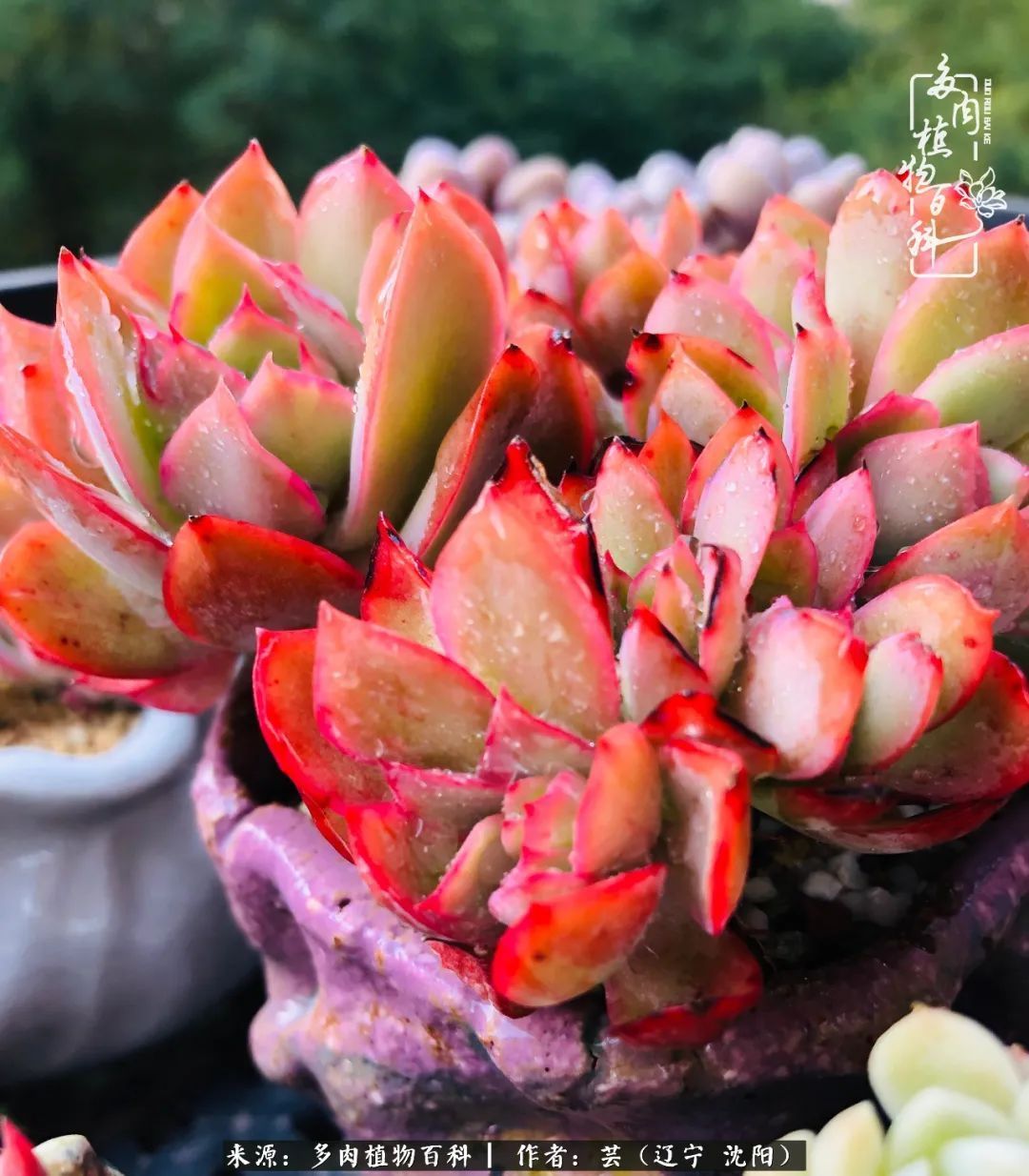 血罗|万物皆有灵性，一年四季有多肉陪伴真好！
