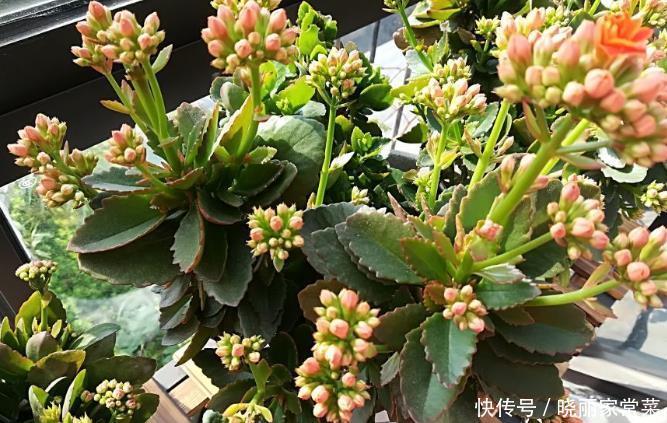 给长寿花“吃点肥料”，春节花苞特别多，大苗小苗肥肥壮壮