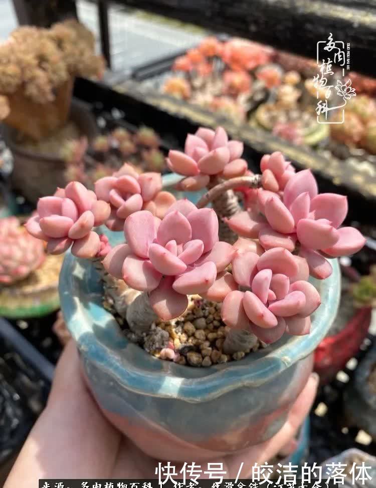 阳光露台多肉,天时地利人和!美肉知时节,当春乃发生!