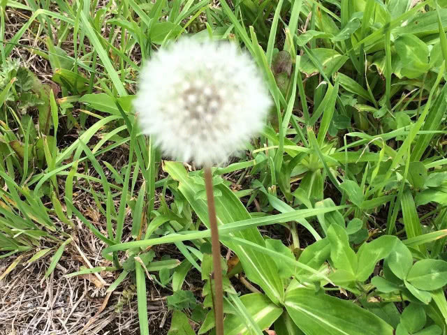 黄脸婆|湿气的“克星”来了,春季多吃,排湿祛毒,告别“黄脸婆”!