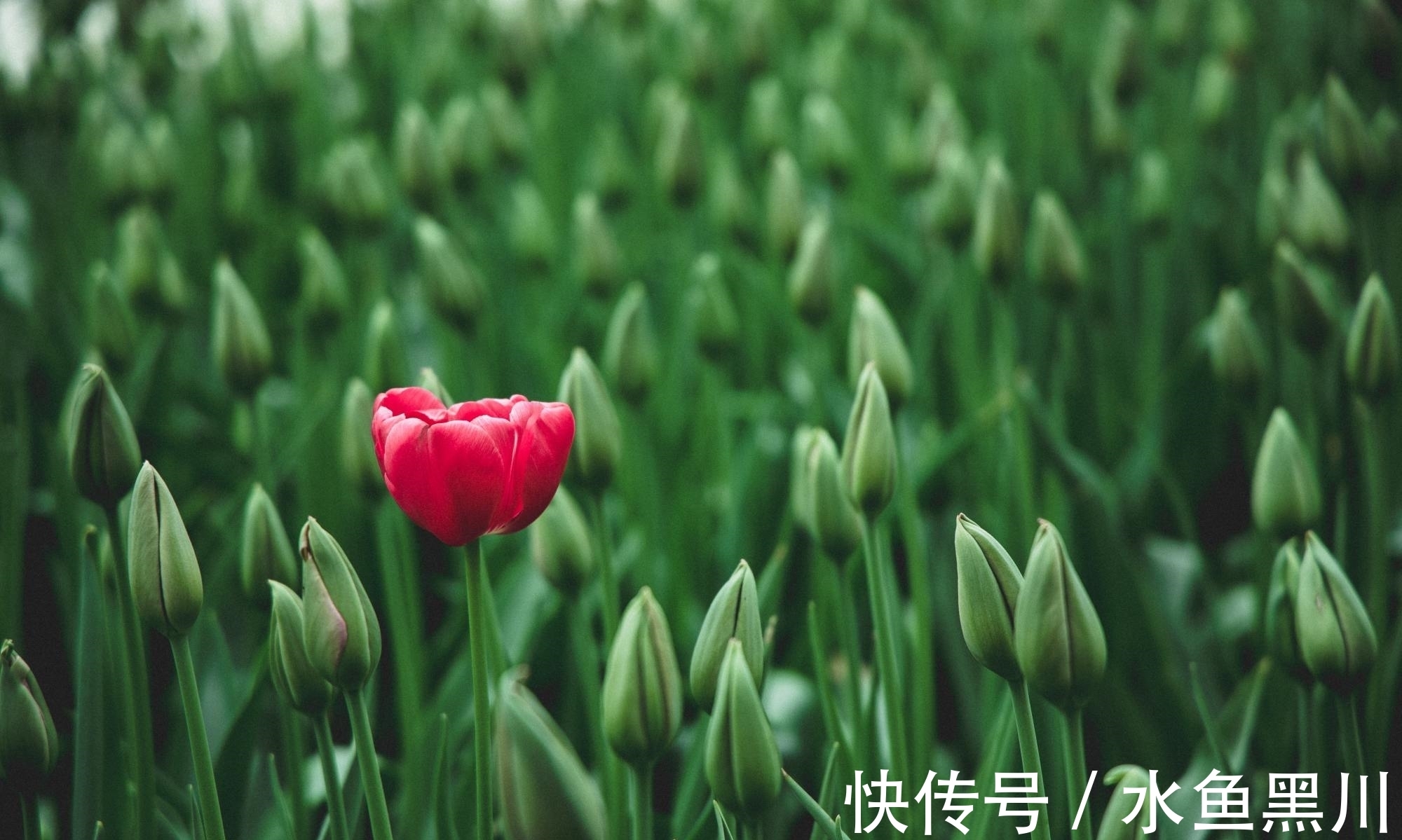 马谡#10句流传很广的民俗谚语,句句大白话,却讲出基本的为人处世道理