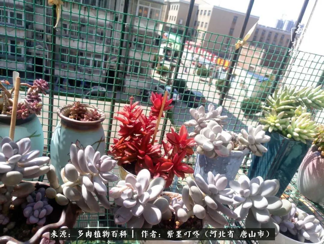 疗愈|从平凡中寻找美感,从噪杂中寻找宁静——多肉给予我的心灵疗愈!