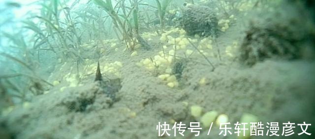 冬季鲫鱼为啥要钓钝之所以钓钝有这4个优势，能理解的都是高手