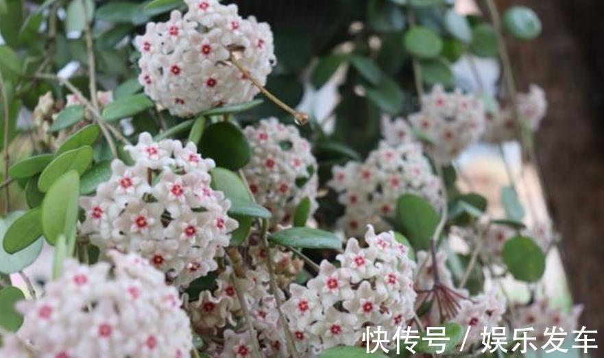 北阳|适合北阳台的网红花，耐阴皮实又勤花，开一朵香飘满屋，美极了