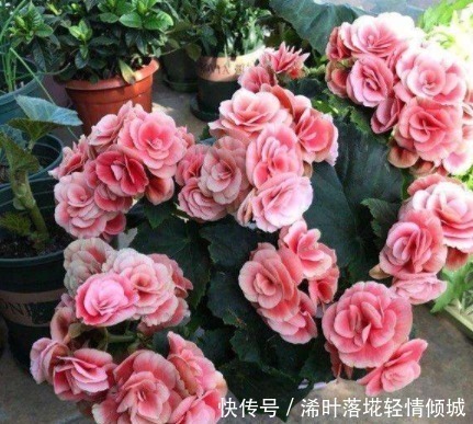 植物|”3种“生活垃圾不要扔,拿来养花,比花肥效果好,不花一分钱