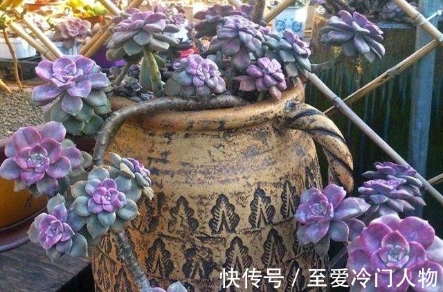 哪个品种让你爱上多肉?我因为紫乐入坑,已经被养成了大老桩