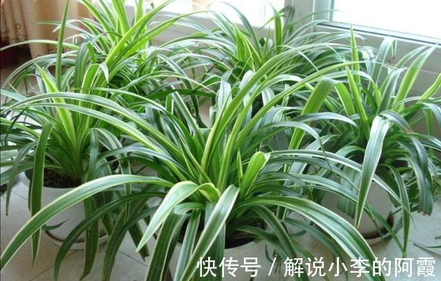 农历10月2日霜降后,养什么花?以下3种花,健康长寿福乐绵绵