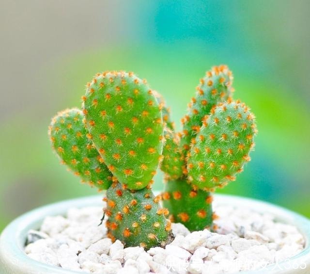 50种植物花语,不要再傻傻送错花了