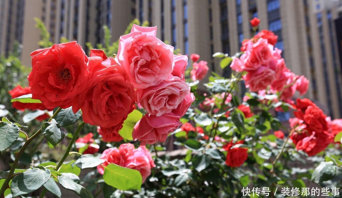 想要打造“高级”花园，春天种上“4种花”，颜值高，爱开花