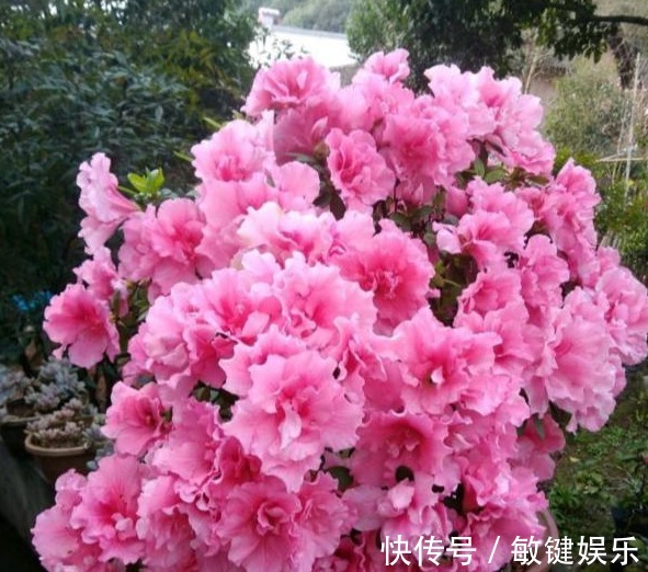 大叔一盆杜鹃养6年,花开爆盆太美丽,大家都问他给花喂了啥