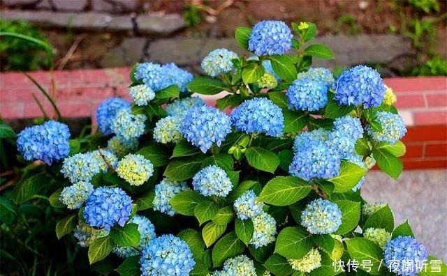 大花球|家庭养护无尽夏,只要“5步”,3个月长爆盆,开出蓝色大花球