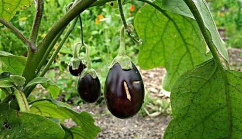  身体|女性到了中年 ，3种食物离不开，排毒养颜，滋补身体