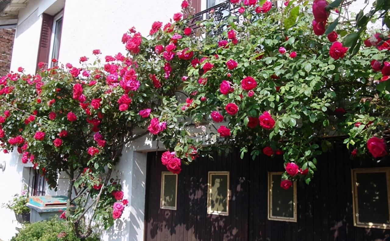 月季|如果院子面积小，建议只养爬藤花，美成花海才是美