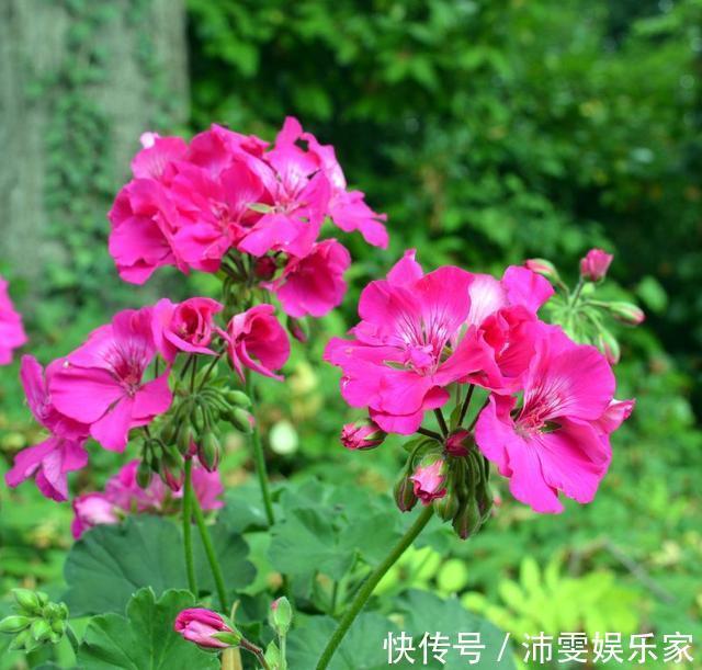 天竺葵|这一花卉一年四季都开花,快来养一盆,附上养护方法和注意事项