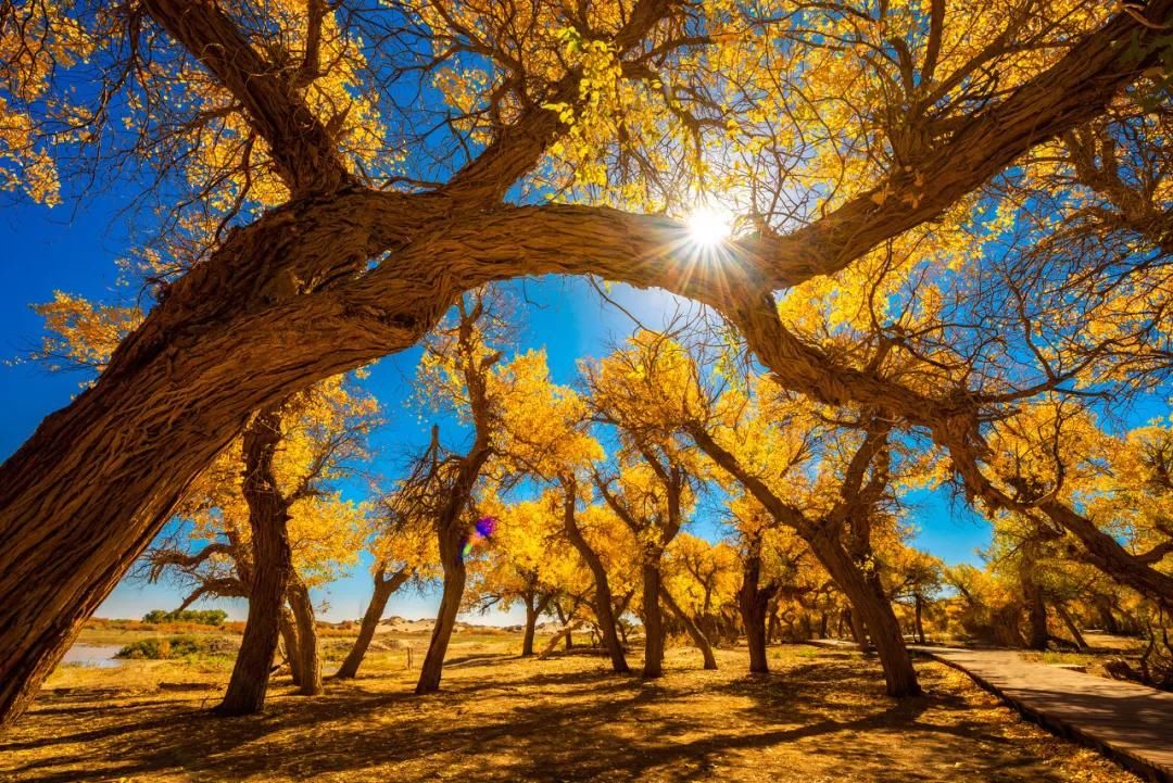  诗朗诵|诗朗诵：啊，胡杨