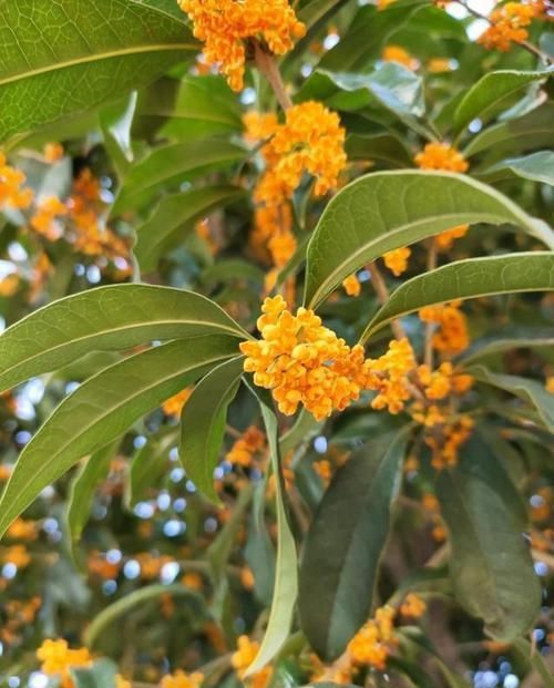 又到一年桂花香，教你自制桂花酱，香味浓郁，尝一口惊艳了味蕾