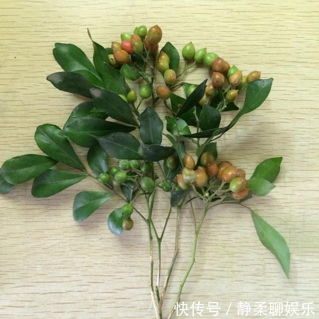 万里香|阳台养一盆它,比桂花栀子花还香,教你“3招”,长成盆景开满花