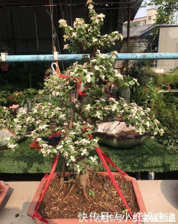 老桩|路边捡棵“小老桩”，回家浇点水，养了半个月，原来是盆金枝玉叶