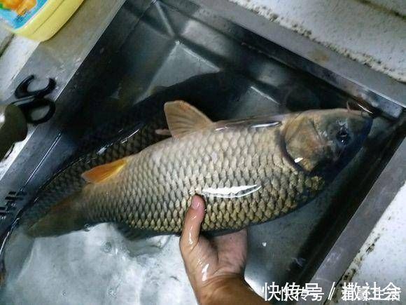 鲤鱼|给大家分享一个饵料配方,昨天去试用,收获了两条野生大鲤鱼