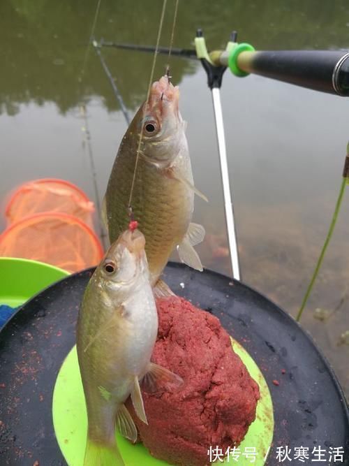 六陈水库开光新鱼护，崇尚不以爆护秀钓技