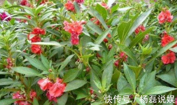 风湿|专家路边的野花,能祛风湿,解毒,活血止痛,远离妇科疾病