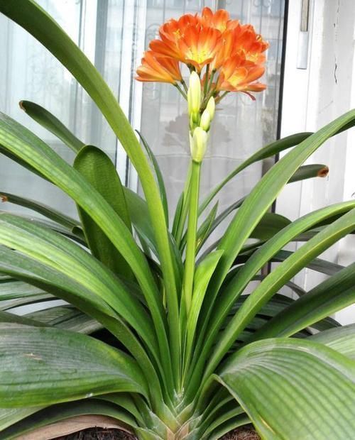 壮花|王大爷养君子兰经验真足!花肥就用此2种,根壮花旺长势好!