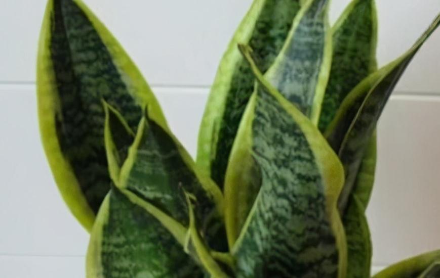 北方下雪了，家里养3盆花，空气一级棒，叶片绿油油