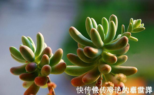 女心|多肉果冻乙女心,自带果冻色,是果冻色系多肉里的颜值担当