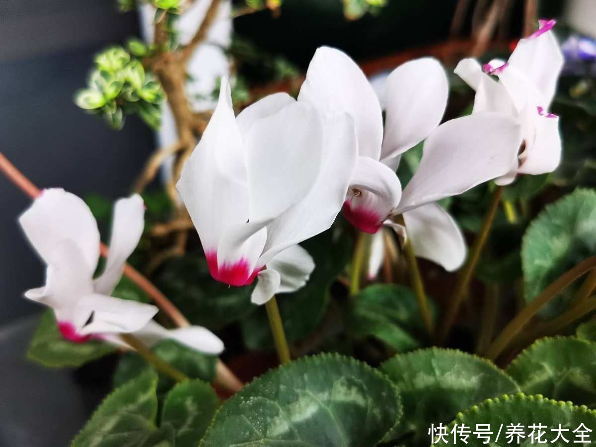 春天修剪要“狠”，下“狠”手修剪，剪得越“狠”越开花