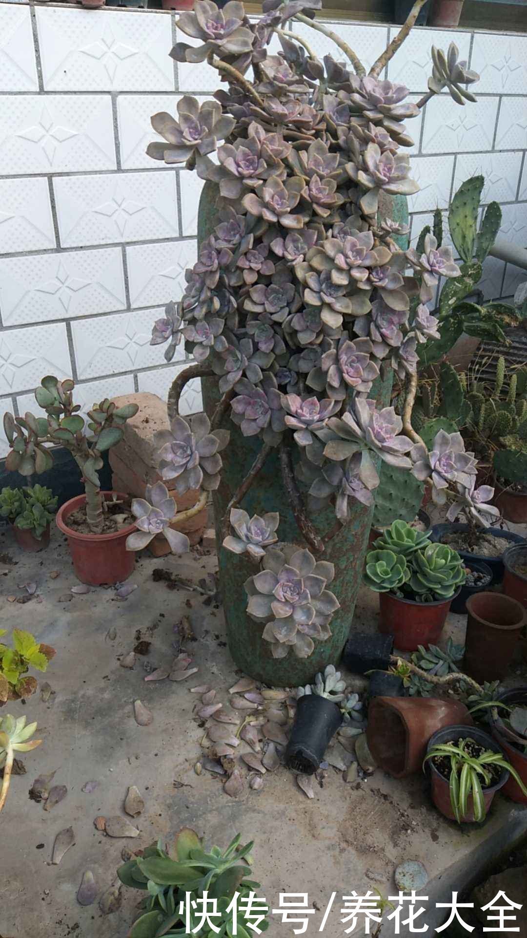 投资|3种花适合投资,养得越久越值钱,还能养成传家宝