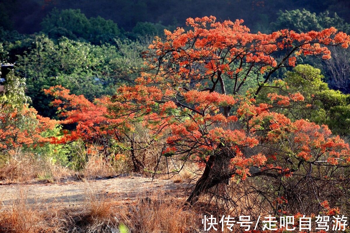 芒果|四川“春城”，以花为名，全年无冬！三亚之外的又一避寒胜地