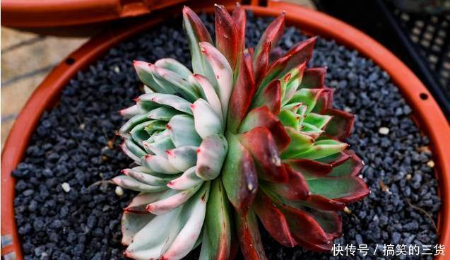 徒长|冬天养多肉,最怕3种水,一定要管住手,太勤快肉肉死的越快