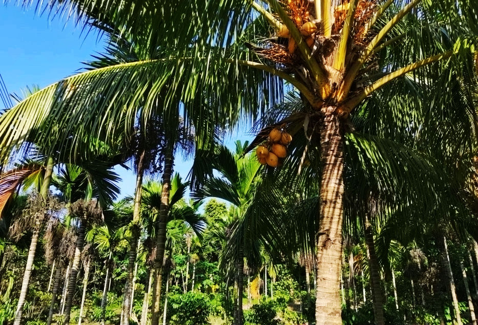 热带经济|美丽的植物园，独特的植物景观——游兴隆热带植物园