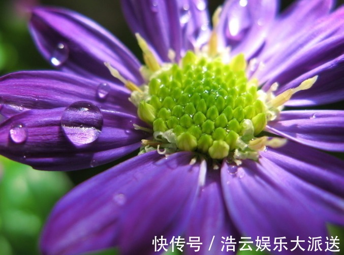 花花|夏季养花不知道养什么,看看这些菊花,特别好养活,花开就爆盆