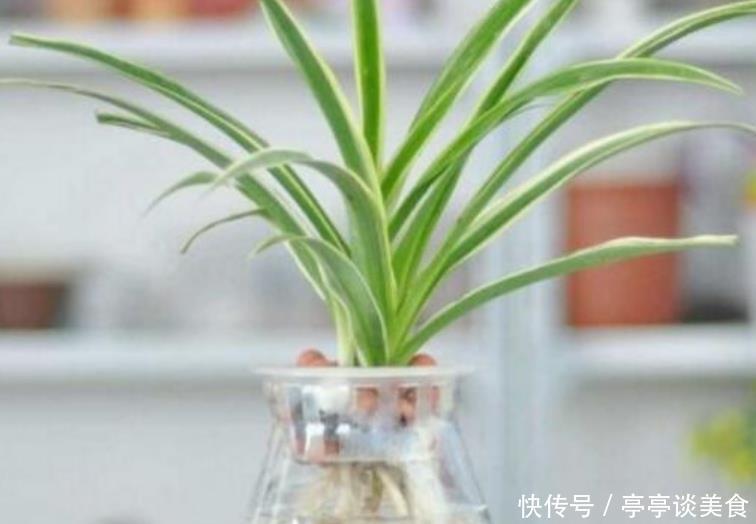 新手|6种花,丢水里就疯长,懒人新手都能养爆盆