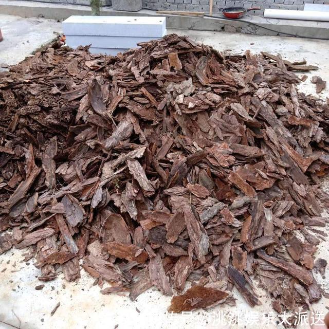 养君子兰,捡回“2种料”,扔盆里,根系旺,开花多,美极了