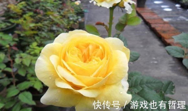 花朵|30个浓香月季品种,你喜欢哪一种养一棵满院飘香!