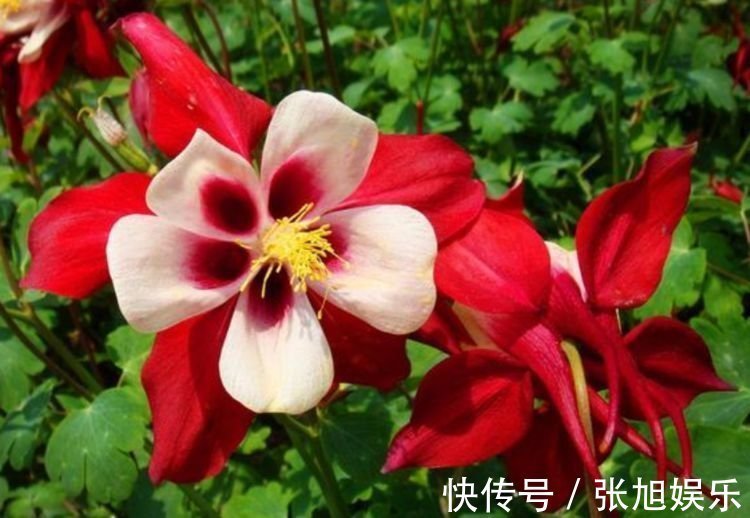 养花就养这几款,全年开花不停,花开爆盆美如花,枝头窜满花苞