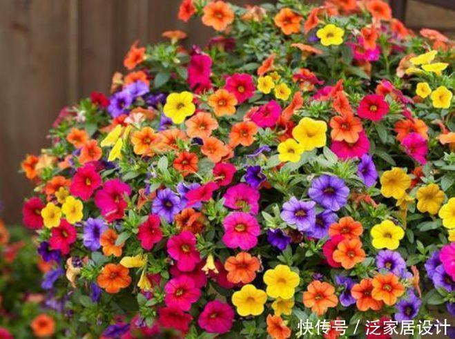 花苞|4款艳美的花卉，花大色艳花期长，一盆千百朵，枝头花苞满